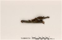 藏品(島衣屬)的圖片